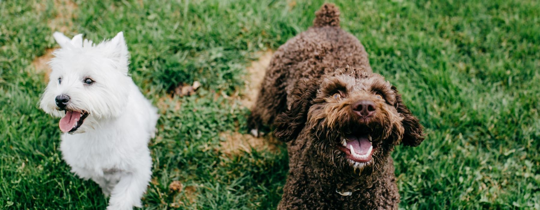 a couple of dogs playing in the grass